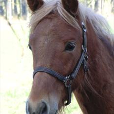New Forest elmerhøjs hero