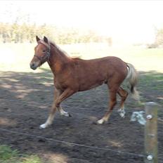 New Forest elmerhøjs hero