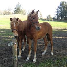 New Forest elmerhøjs hero