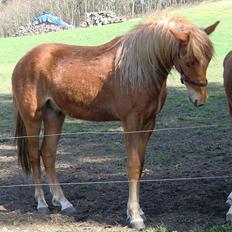 New Forest elmehøjs pegasus
