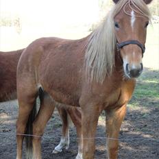 New Forest elmehøjs pegasus