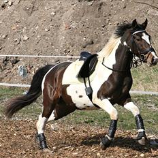 Pinto Siegaard´s yasmin solgt