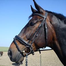 Dansk Varmblod Intakt