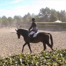 Dansk Varmblod Intakt