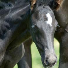 Dansk Varmblod Kuhlmanns Dagmar
