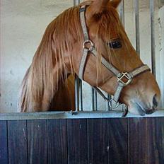 Dansk Varmblod Mp´s Leonardo *SOLGT* :(