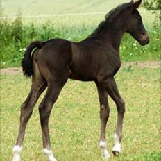 Dansk Varmblod Kuhlmanns Dagmar