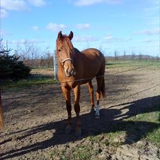 Dansk Varmblod Mp´s Leonardo *SOLGT* :(