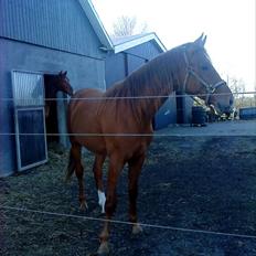 Dansk Varmblod Mp´s Leonardo *SOLGT* :(