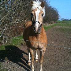 Haflinger Dexter