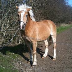 Haflinger Dexter