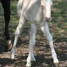 Welsh Partbred (Sec F) Magnificent Mila