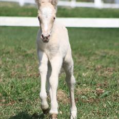 Welsh Partbred (Sec F) Magnificent Mila