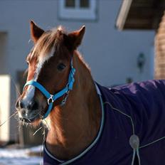 Welsh Partbred (Sec F) Sif