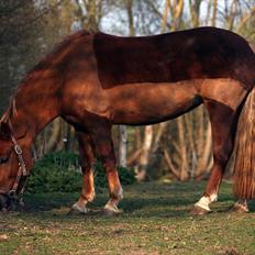 Welsh Partbred (Sec F) Sif