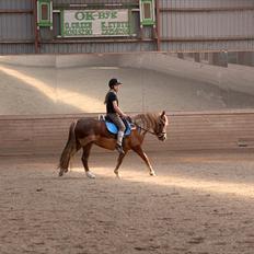 Welsh Partbred (Sec F) Sif