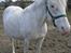Appaloosa Tify Cloud