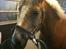 Haflinger Dexter - 11. marts 2011