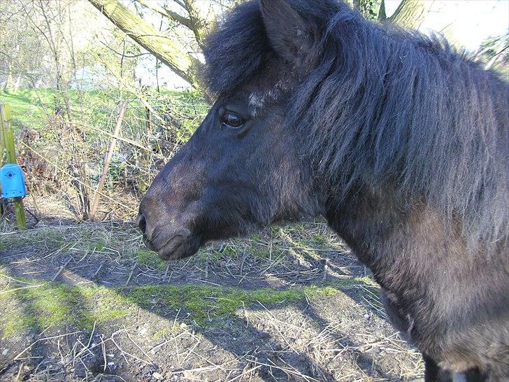 Islænder Eistla skuld nord billede 15