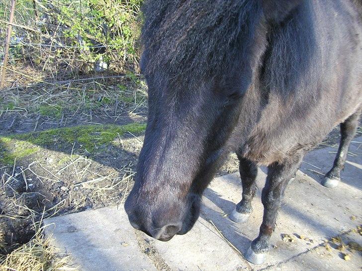 Islænder Eistla skuld nord billede 16