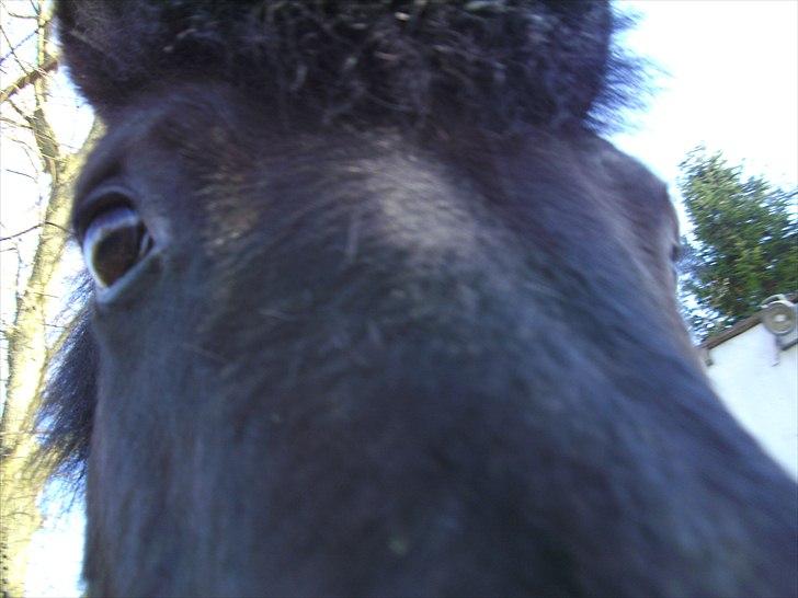 Islænder Eistla skuld nord billede 17