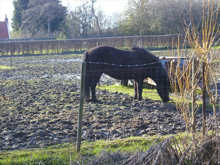 Islænder Eistla skuld nord billede 18