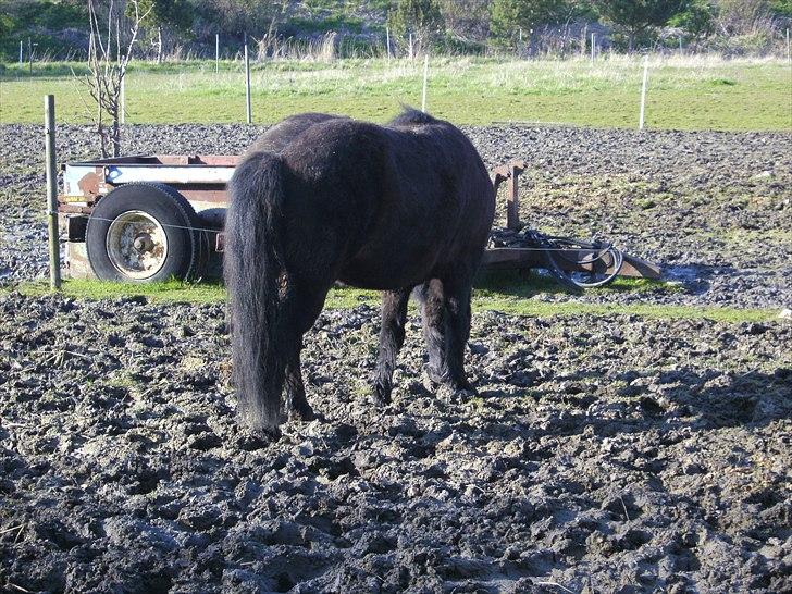 Islænder Eistla skuld nord billede 19