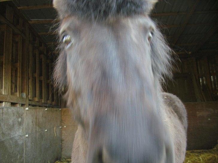 Islænder Eistla skuld nord billede 20