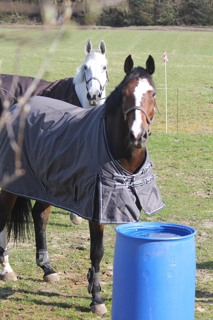 Anden særlig race Conan - Conan på fold <3 billede 6