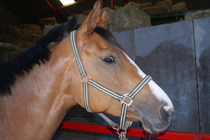 Anden særlig race Michellina billede 1