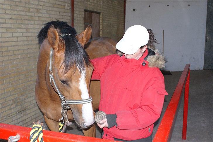 Anden særlig race Michellina billede 7