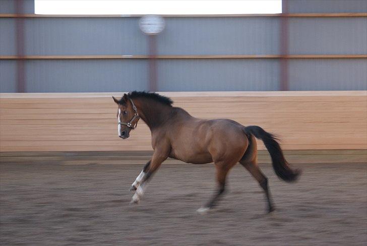 Anden særlig race Michellina billede 10