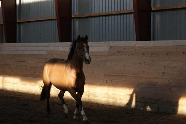 Anden særlig race Michellina billede 11