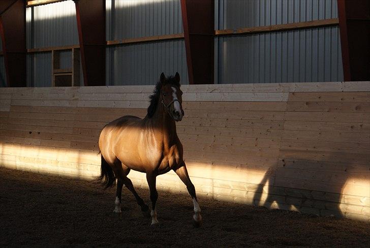 Anden særlig race Michellina billede 12