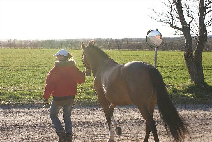 Anden særlig race Michellina billede 14