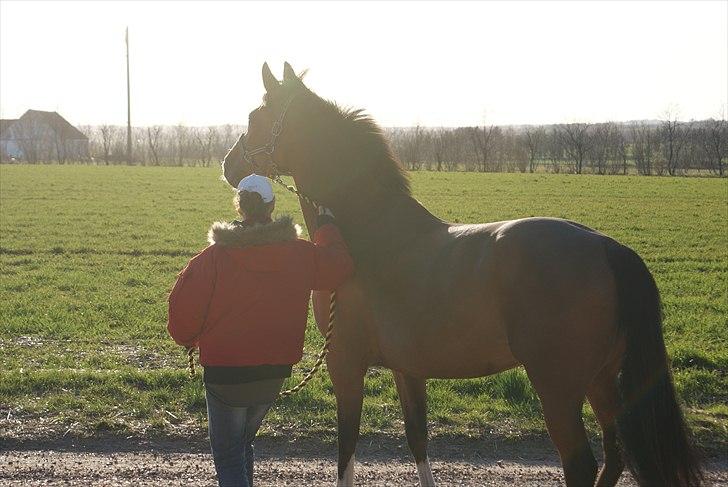 Anden særlig race Michellina billede 15
