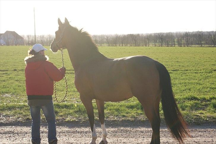 Anden særlig race Michellina billede 16