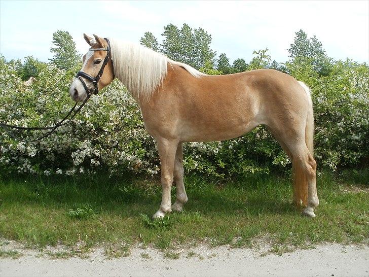 Haflinger Nanna Wican - Velkommen til Nanna Wican´s profil :D billede 1