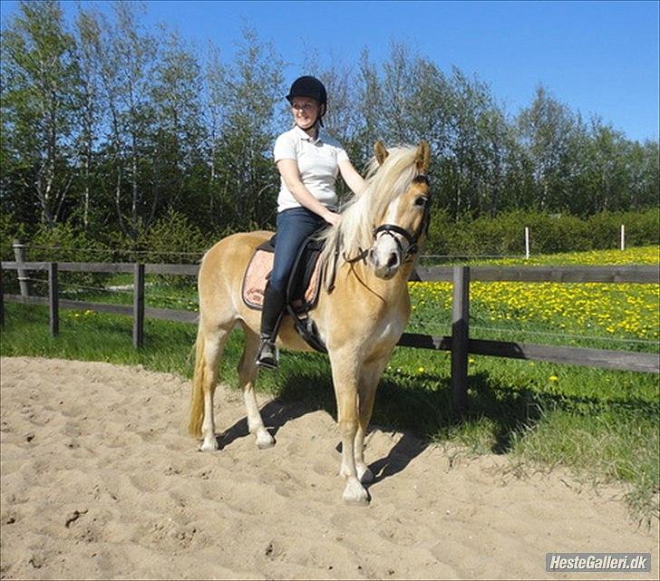 Haflinger Nanna Wican billede 2