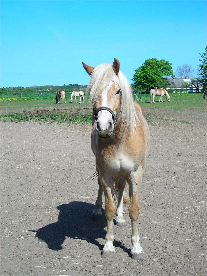 Haflinger Nanna Wican billede 4
