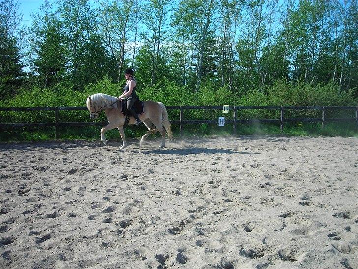 Haflinger Nanna Wican billede 5