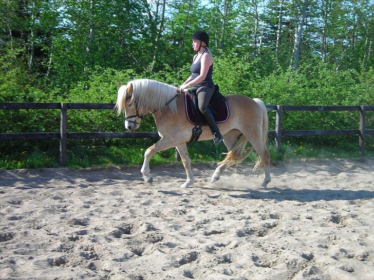 Haflinger Nanna Wican billede 6