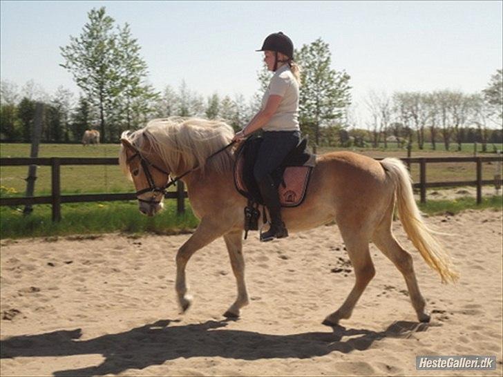 Haflinger Nanna Wican billede 8