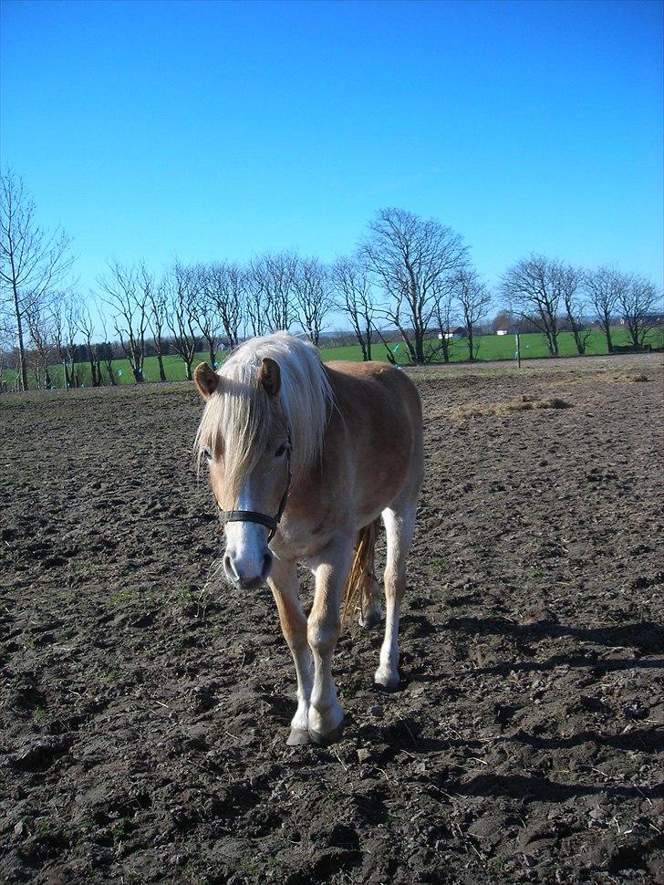 Haflinger Nanna Wican billede 9
