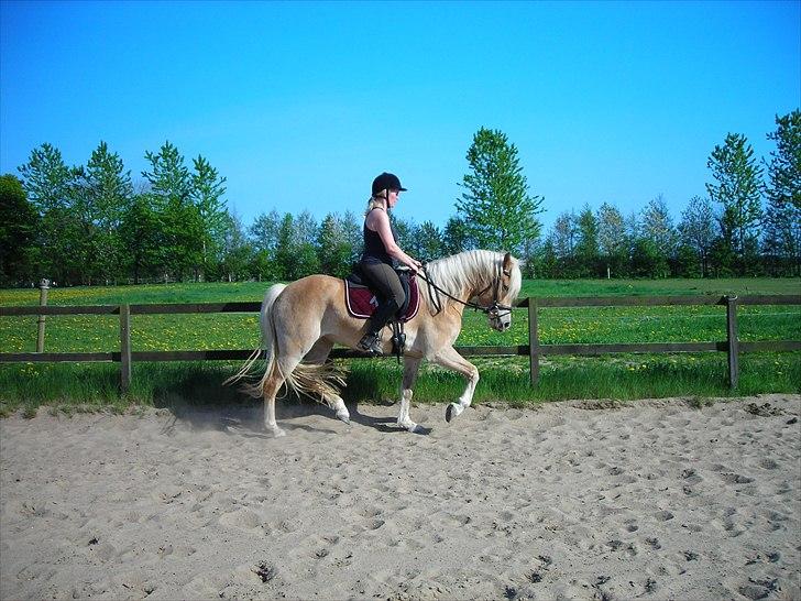 Haflinger Nanna Wican billede 10