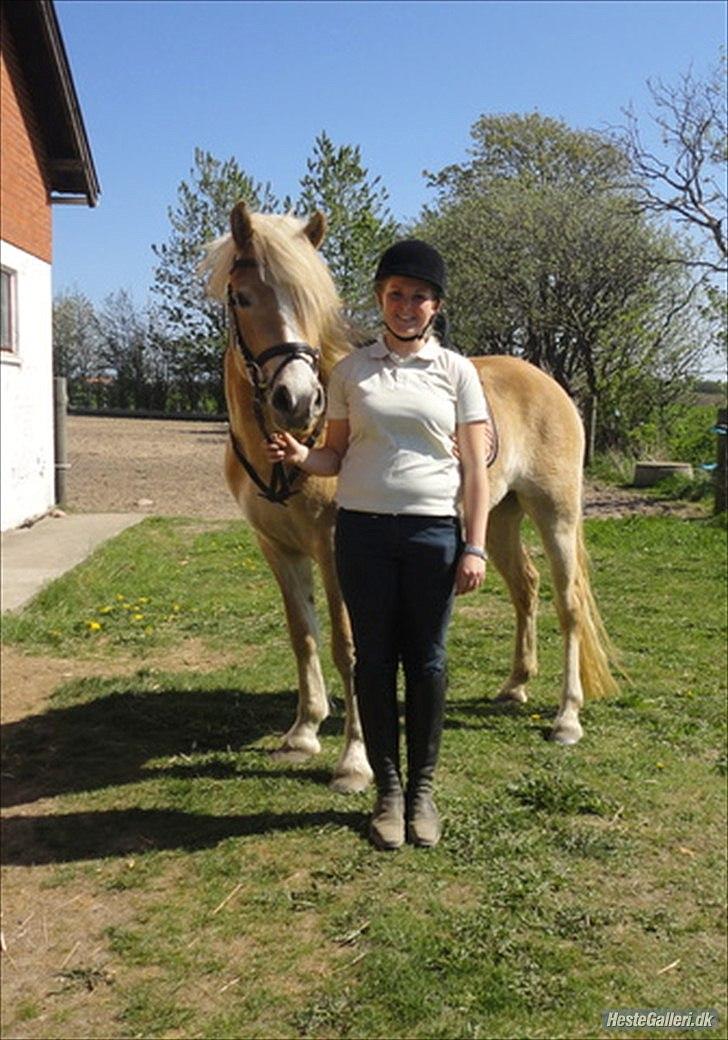 Haflinger Nanna Wican billede 11