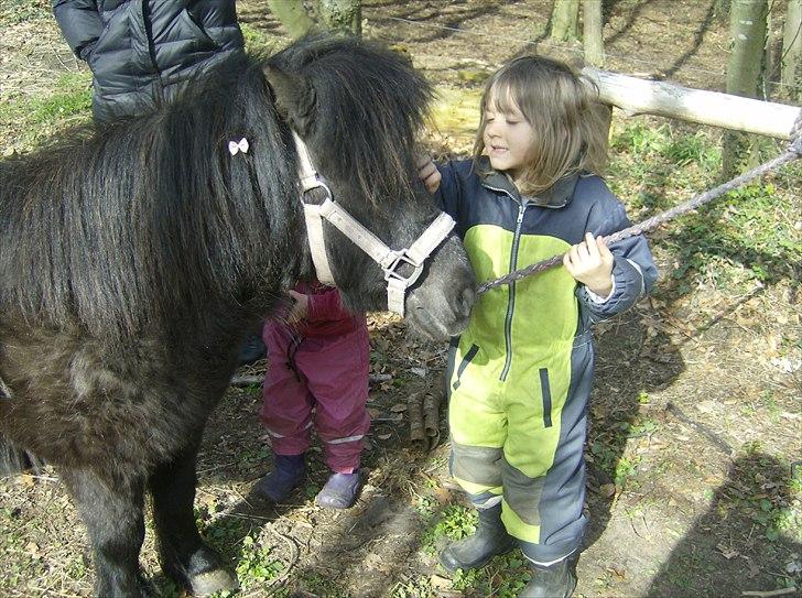 Shetlænder Jordbær Marie (Skovlundens Gipsy) - Lærke (5år) kløer sin pony pige billede 9