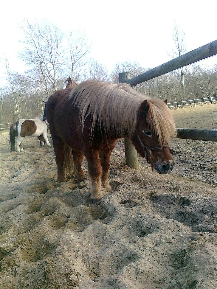 Shetlænder victor (lånepony) billede 6
