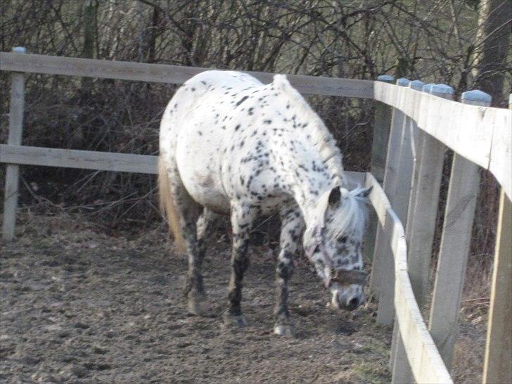 Knabstrupper Dina<3 - Prøver lige og se om hun kan finde noget græs!<3 billede 6