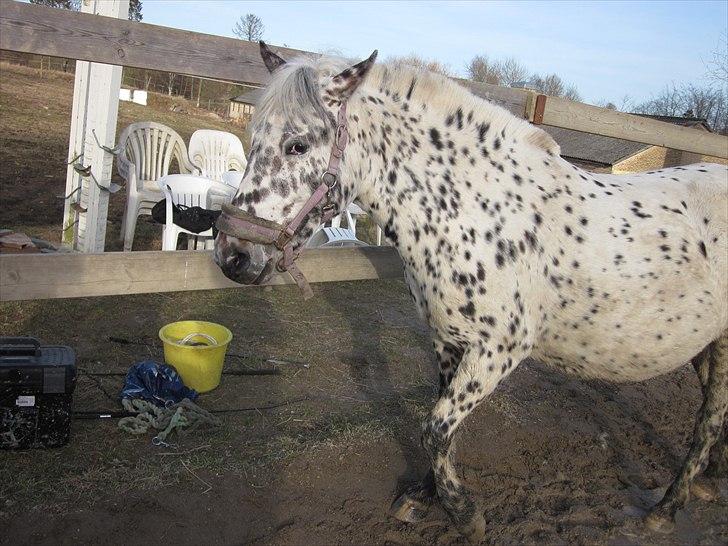 Knabstrupper Dina<3 - Du er virkelig dejlig!<3 billede 7